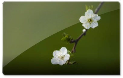 White_flowers_by_Garuna_bor-borl