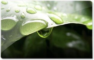 Gota_D'água_by_Eiti_KimuraM